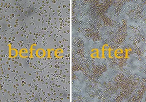 Homogeneizador de alta presión ATS para la disrupción de levaduras Rhodotorula y Phaffia