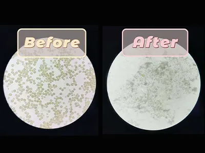 Disrupción de células de Chlorella mediante un homogeneizador de alta presión